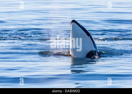 Killer Whale, Orcinus orca, spy-hopping nei bovini Pass, San Juan Island, Washington, Stati Uniti d'America, STATI UNITI D'AMERICA Foto Stock