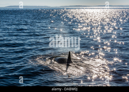 Resident Killer Whale, Orcinus orca, bovini Pass, San Juan Island, Washington, Stati Uniti d'America, America del Nord Foto Stock