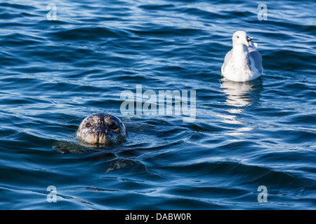 Guarnizione di tenuta del porto, Phoca vitulina, vicino a gabbiano, Seattle, Washington, Stati Uniti d'America, America del Nord Foto Stock