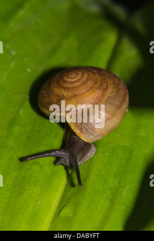 In foglie verdi sulle lumache crawl Foto Stock