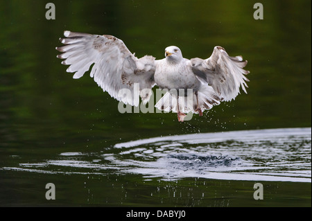 Aringa europea gabbiano, Larus argentatus, Norvegia Foto Stock
