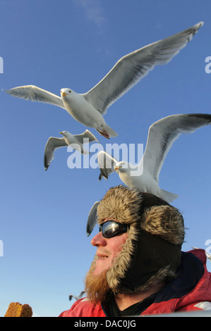 Europea di gabbiani reali sopra la testa, Larus argentatus, Norvegia Foto Stock