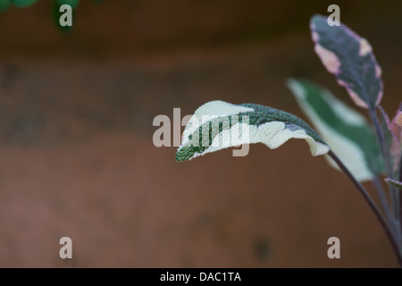 La Salvia officinalis tricolore. Tricolore di foglie di salvia Foto Stock