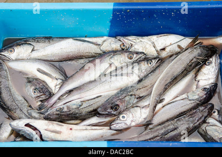 I pescatori di sardine pesce pesci casse di industria di scatole a Los Organos villaggio nei pressi di mancora, Perù. Foto Stock