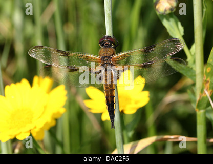 Dettagliata immagine macro di un quattro-spotted Chaser (Libellula quadrimaculata) dragonfly Foto Stock