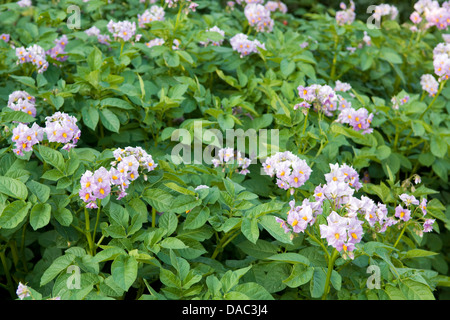 Fioritura di patch di patata che cresce in giardino Foto Stock