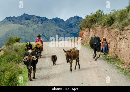 Inca Inca bambino donna ragazza con i bovini vacche animali su strada in montagne delle Ande sopra la Valle Sacra vicino a Maras, Perù. Foto Stock