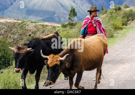 Inca donna Inca con i bovini vacche animali su strada nelle Ande paesaggio montuoso sopra la Valle Sacra vicino a Maras, Perù. Foto Stock