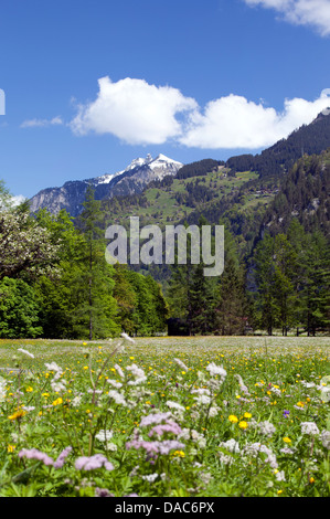 Prato di fiori in montagna Foto Stock