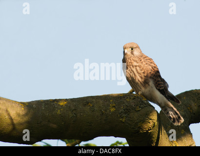 Recentemente sviluppato capretti selvatici Gheppio Falco tinnunculus contro il cielo blu Foto Stock