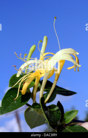 Closeup shot di caprifoglio fiore, con cielo blu in background. Foto Stock