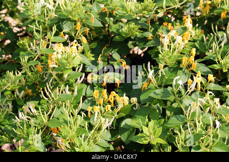 Caprifoglio fiore, closeup shot, come nice background. Foto Stock