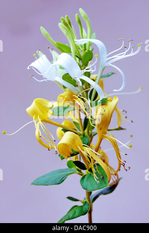 Questo è un dettaglio colpo di Lonicera fiore con sky in background, noto anche come caprifoglio fiore. Foto Stock