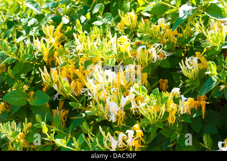 Caprifoglio fiore, closeup shot, come nice background. Foto Stock