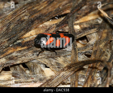 Close-up del piccolo nero-e-red froghopper o spittlebug (Cercopis vulnerata), le ali di apertura Foto Stock