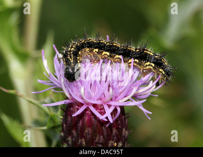 Macro dettagliate di close-up del caterpillar della piccola tartaruga (Aglais urticae) farfalla (11 immagini di Caterpillar in tutti) Foto Stock