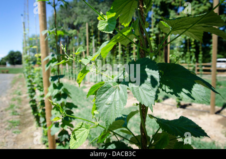 Luppolo Cascade vigneti su una fattoria nella Valle di Yakima WA, Stati Uniti d'America Foto Stock