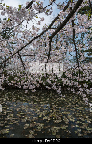 Fiore di Ciliegio il sovrastante il fossato del castello di Hirosaki, nella prefettura di Aomori, Giappone Foto Stock