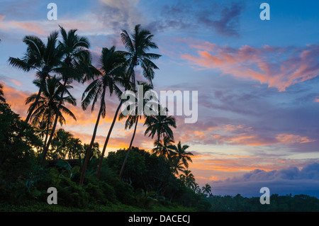 Palme di cocco e sunrise sky presso Shangri-La Resort Fijiano, Coral Coast, Isole Figi Foto Stock