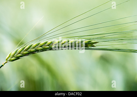 Chiuda l'orzo Foto Stock