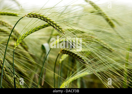 Il vento si inginocchiò orzo Foto Stock
