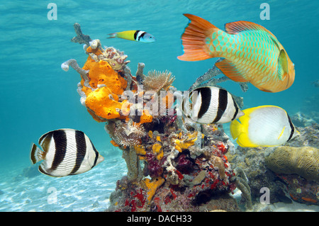 Colori vibranti di vita marina in una barriera corallina con pesci colorati, spugne e vermi tubo