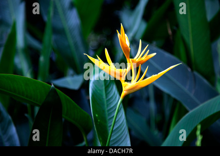 Ai Giardini Nazionali delle Orchidee, Singapore Foto Stock