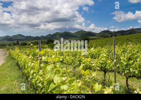 Viti a crescere a Hua Hin Hills , Vigneto Hua Hin, Thailandia Foto Stock