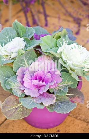 Capi di viola e bianco kale ornamentali in una pentola di viola. Foto Stock