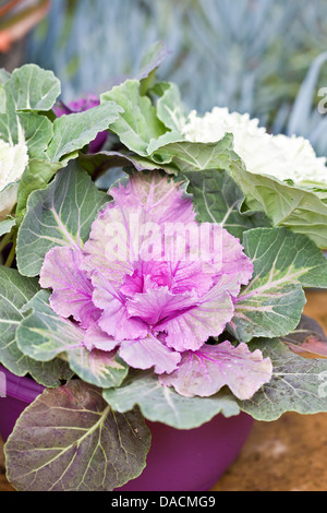 Capi di viola e bianco kale ornamentali in una pentola di viola. Foto Stock