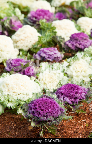 Un letto di un bianco viola kale ornamentali con corteccia di telone. Foto Stock