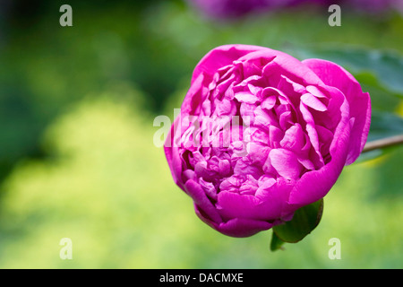 Paeonia fiore in un giardino inglese. Peonia fiore. Foto Stock