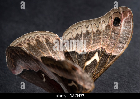 Chiudere fino ala dettagli di un marrone promethea tarma (Callosamia promethea) Foto Stock