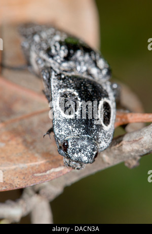 Eastern eyed fare clic su beetle (Alaus oculatus) seduto su una foglia di arancio. Foto Stock