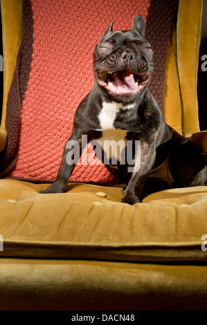 Bulldog francese cucciolo apparendo a ridere o sorridere. Foto Stock