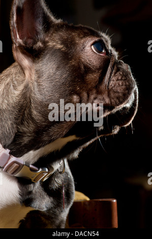 Profilo ritratto di un bulldog francese che indossa un collare. Foto Stock