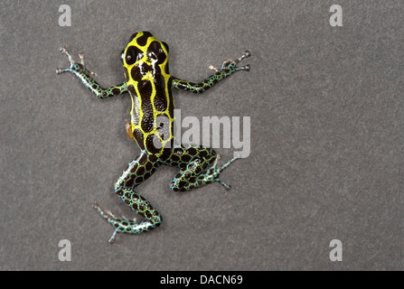 Giallo Nero e verde veleno maculato rana dart (genere Ranitomeya) Foto Stock