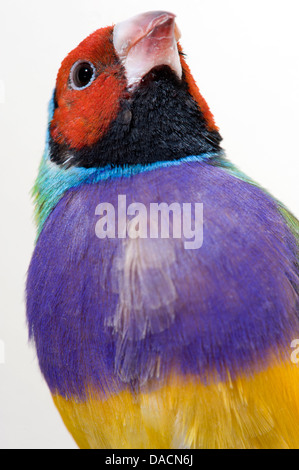 Close up faccia colpo di un Rosso di fronte rainbow finch o Gouldian Finch (Erythrura gouldiae) Foto Stock