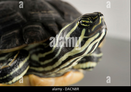 Immagine ravvicinata di una pianura costiera cooter (Pseudemys concinna floridana) Foto Stock