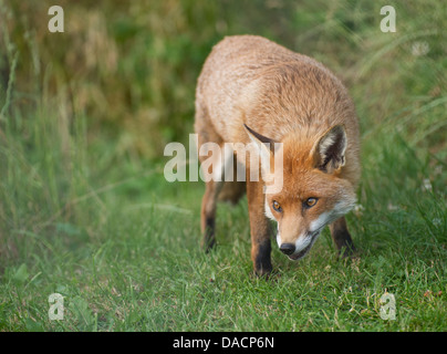 Red Fox (Vulpes vulpes vulpes) Foto Stock