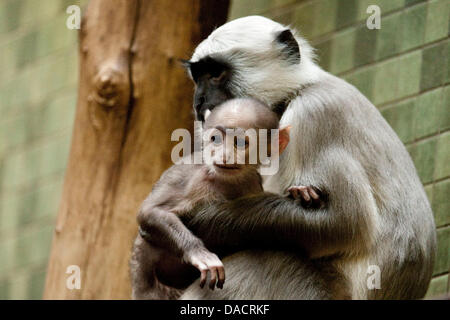 Grigio langur progenie nata il 15 novembre 2011 siede nelle braccia di suo padre "Conny' presso lo Zoo di Berlino, Germania, 13 dicembre 2011. Langur grigio sono noti anche come Hanuman langurs e più diffuso in India. Foto: ROBERT SCHLESINGER Foto Stock