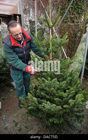 Albero di natale venditore Jan Thiel confezioni una Nordmann abete per un cliente di fronte a un vivaio in Hollern, Germania, 14 dicembre 2011. I prezzi di quest'anno hanno aumentato di nuovo a causa della grande richiesta. Foto: CARMEN JASPERSEN Foto Stock