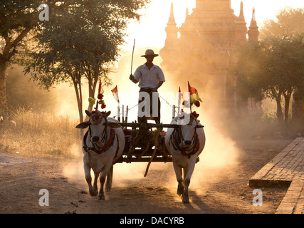 Carrello di giovenco su una pista polverosa tra i templi di Bagan con la luce dal sole che splende attraverso la polvere, Bagan, Myanmar Foto Stock