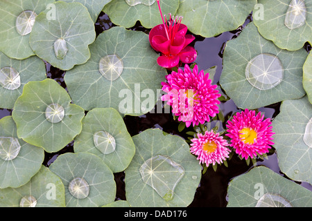 I nasturzi foglie con goccioline di acqua, Fuscia e altri fiori di colore rosa galleggiante su un laghetto, Kalaw, Myanmar (Birmania), Sud-est asiatico Foto Stock
