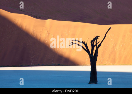 Morto alberi camelthorn a Dead Vlei, Namib Desert, Namib Naukluft Park, Namibia Foto Stock