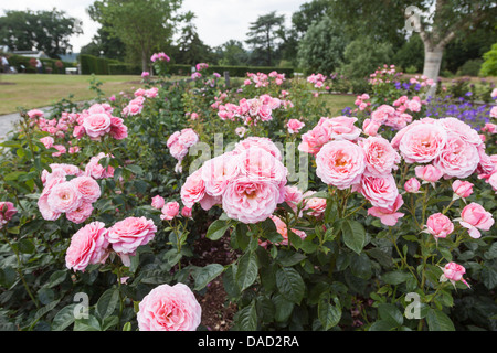 Le rose rosa "Tickled Pink' Fryhunky, ad RHS Gardens, Wisley, Surrey Foto Stock