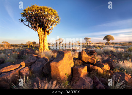 Faretra alberi (Aloe Dichotoma), denominato Kocurboom, nella foresta di Quivertree su Gariganus Farm vicino Keetmanshopp, Namibia Foto Stock