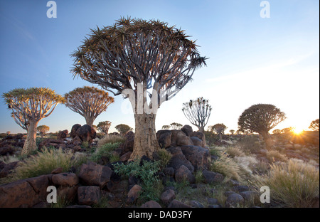 Faretra alberi (Aloe Dichotoma), denominato Kocurboom, nella foresta di Quivertree su Gariganus Farm vicino Keetmanshopp, Namibia Foto Stock