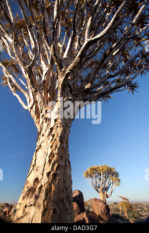 Faretra alberi (Aloe Dichotoma), denominato Kocurboom, nella foresta di Quivertree su Gariganus Farm vicino Keetmanshopp, Namibia Foto Stock