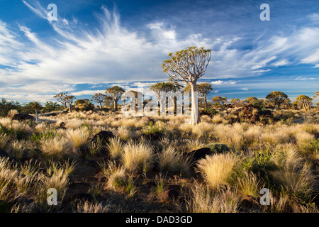 Faretra alberi (Aloe Dichotoma), denominato Kocurboom, nella foresta di Quivertree su Gariganus Farm vicino Keetmanshopp, Namibia Foto Stock